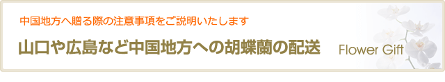 山口や広島など中国地方への胡蝶蘭の配送