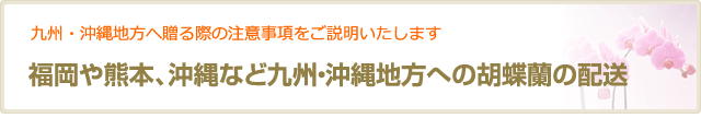 福岡や熊本、沖縄など九州・沖縄地方への胡蝶蘭の配送