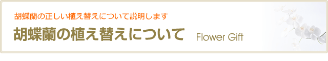 胡蝶蘭の植え替えについて