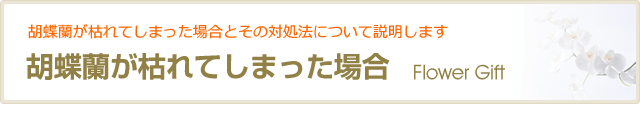 胡蝶蘭が枯れてしまった場合