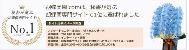 秘書が選ぶ胡蝶蘭専門サイト第1位