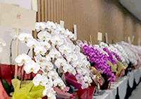 胡蝶蘭の飾り方をアンケート調査