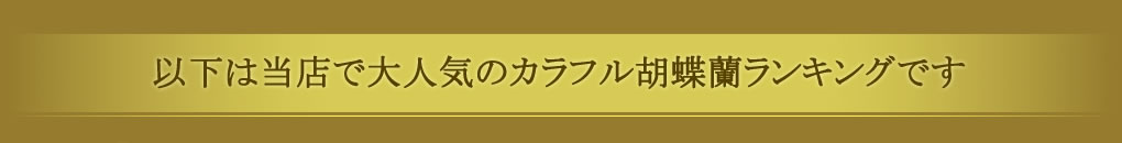 カラフル胡蝶蘭ランキング