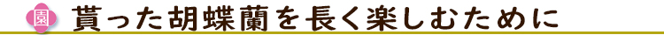 貰った胡蝶蘭を長く楽しむために