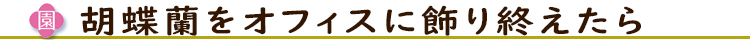 胡蝶蘭をオフィスに飾り終えたら