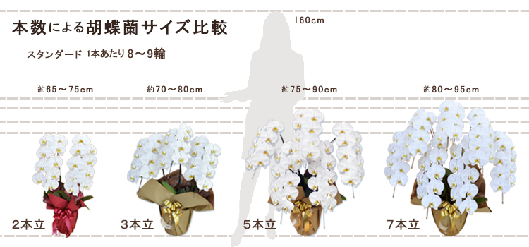 本数による胡蝶蘭サイズ比較