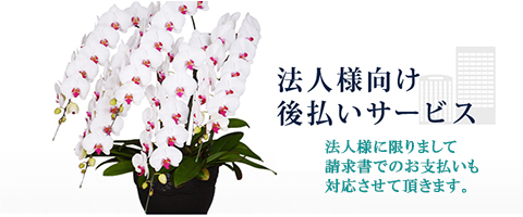 胡蝶蘭通販の専門店 胡蝶蘭園 Com 胡蝶蘭通販の専門店 胡蝶蘭園 Com
