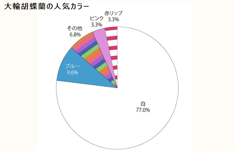 大輪胡蝶蘭の人気のカラー