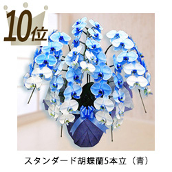 10位スタンダード胡蝶蘭5本立（青）