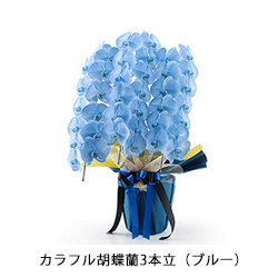 カラフル胡蝶蘭3本立（ブルー）