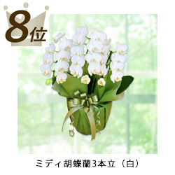 8位ミディ胡蝶蘭3本立（白）