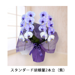 スタンダード胡蝶蘭2本立（紫）