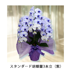スタンダード胡蝶蘭3本立（紫）
