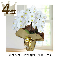 4位スタンダード胡蝶蘭3本立（白）