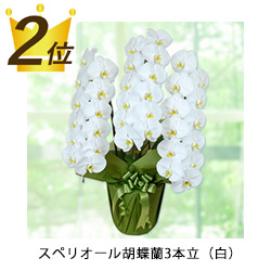 2位スペリオール胡蝶蘭3本立（白）