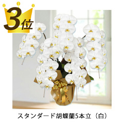 3位スタンダード胡蝶蘭5本立（白）