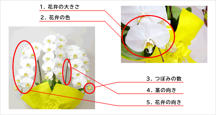 胡蝶蘭評価のポイント