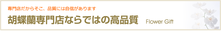 胡蝶蘭専門店ならではの高品質