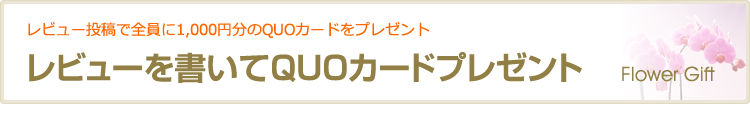 レビューを書いてQUOカードプレゼント
