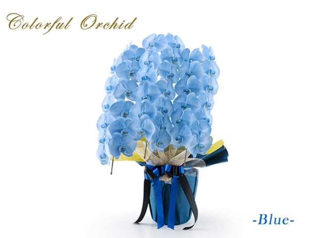 カラフル胡蝶蘭3本立（ブルー）