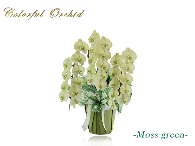 カラフル胡蝶蘭3本立30輪（モスグリーン）