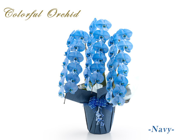 カラフル胡蝶蘭3本立（ネイビー）