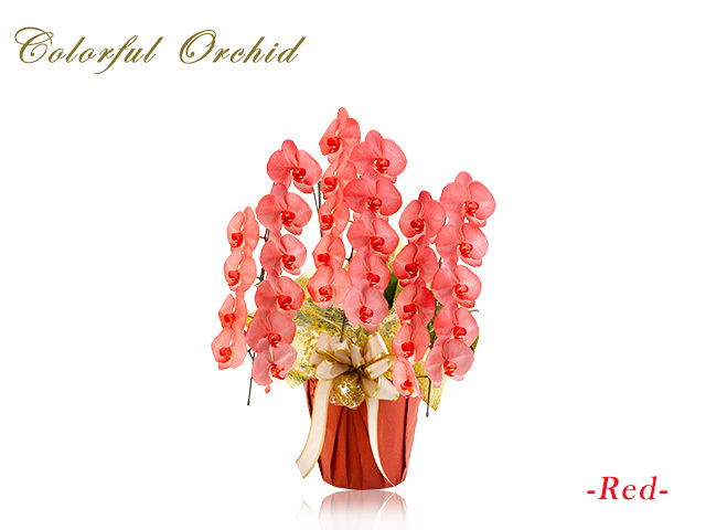 カラフル胡蝶蘭3本立30輪（レッド）