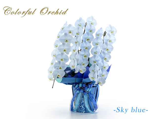 カラフル胡蝶蘭3本立（スカイブルー）
