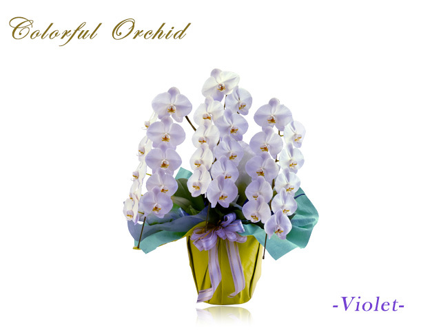 カラフル胡蝶蘭3本立30輪（バイオレット）