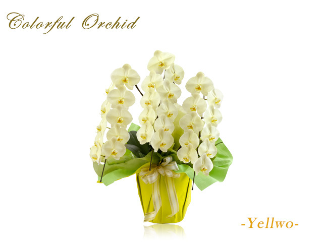 カラフル胡蝶蘭3本立30輪（イエロー）