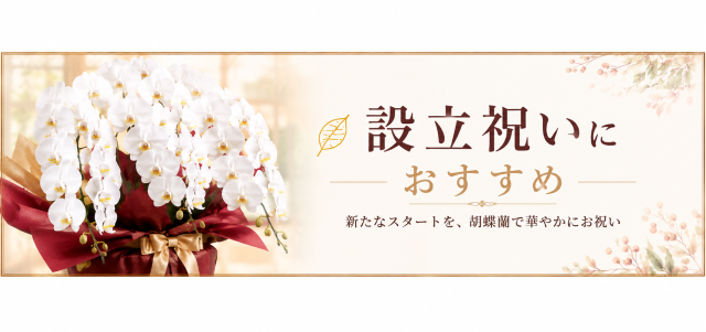 設立祝いにおすすめ胡蝶蘭