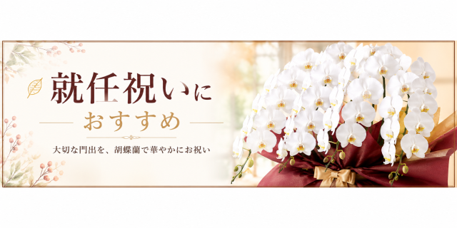 就任祝いにおすすめ胡蝶蘭