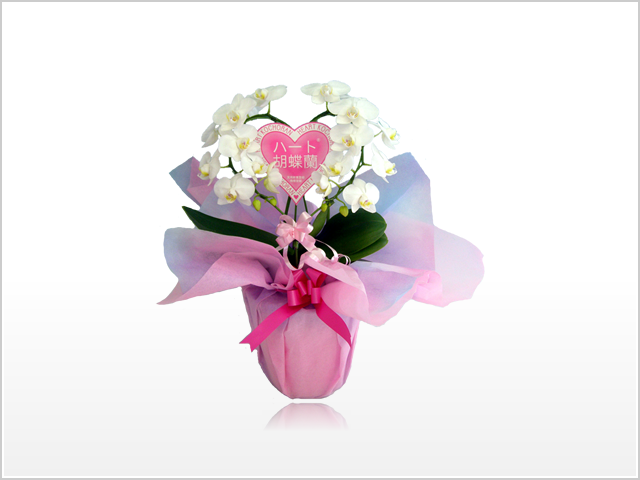 ハート胡蝶蘭(白)シングル