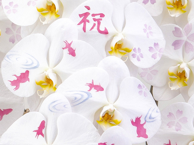 【化粧蘭-金魚】胡蝶蘭3本立36輪（白）