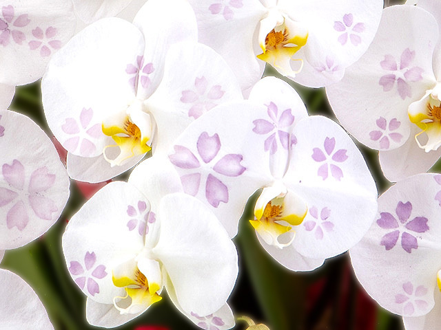 【化粧蘭-サクラ】胡蝶蘭3本立36輪（白）