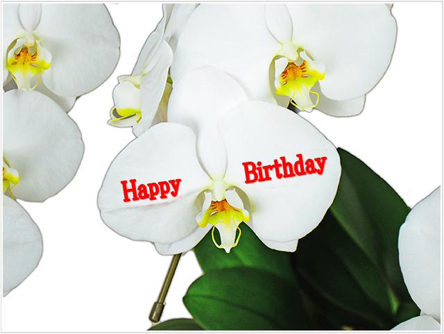 【メッセージ蘭-HappyBirthday】プレミアム胡蝶蘭3本立（白）