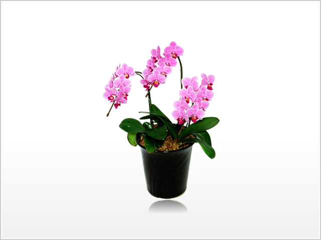 ミディ胡蝶蘭3本立(ピンク)