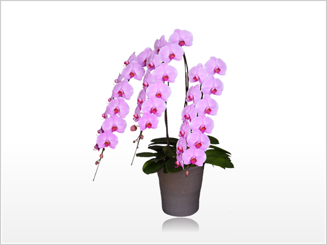 スペリオール胡蝶蘭3本立（ピンク）