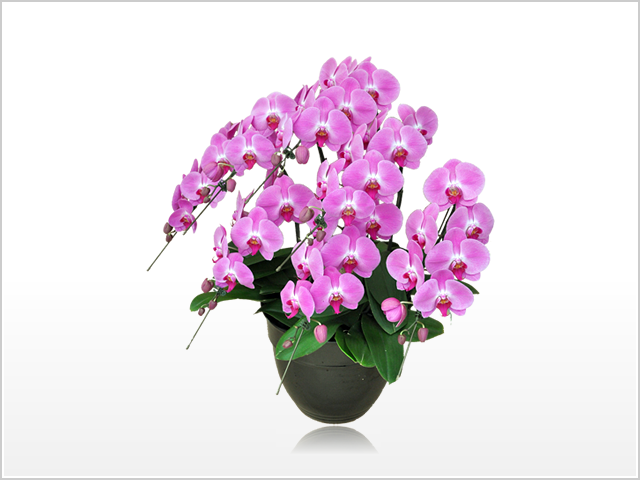 スタンダード胡蝶蘭7本立（ピンク）