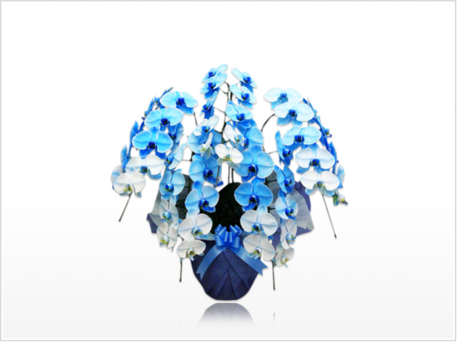 スタンダード胡蝶蘭5本立（青）