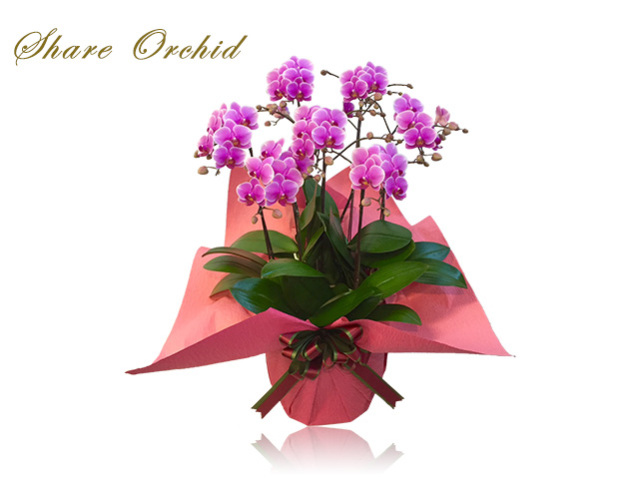 シェアミディ胡蝶蘭7本立(ピンク)