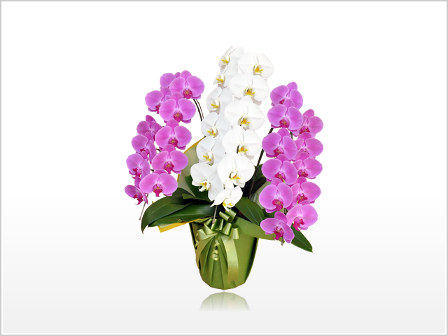 プレミアム胡蝶蘭ミックス3本立（白・ピンク）