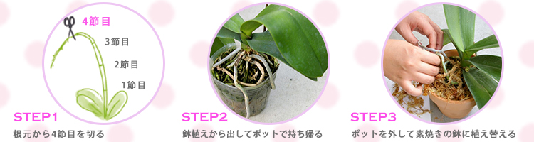 胡蝶蘭を貰った方向け 鉢植えを持ち帰る方法をご紹介 胡蝶蘭園 Com