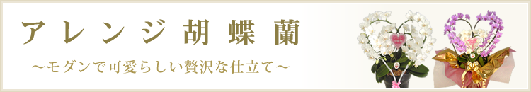 アレンジ胡蝶蘭