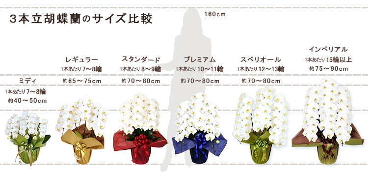 3本立の胡蝶蘭サイズ比較