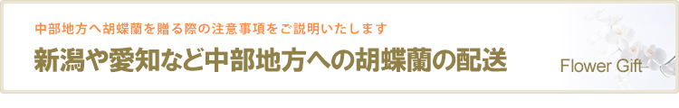 新潟や愛知など中部地方への胡蝶蘭の配送