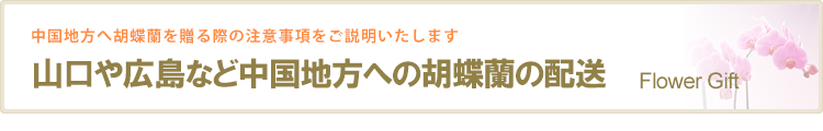 山口や広島など中国地方への胡蝶蘭の配送
