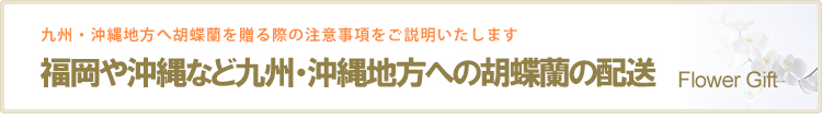 福岡や熊本、沖縄など九州・沖縄地方への胡蝶蘭の配送
