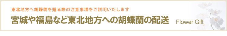 宮城や福島など東北地方への胡蝶蘭の配送