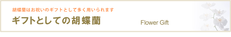 ギフト(贈り物)としての胡蝶蘭